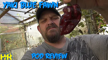 ⟹ Yaki Blue Fawn Pepper | Capsicum chinense | Pod Review