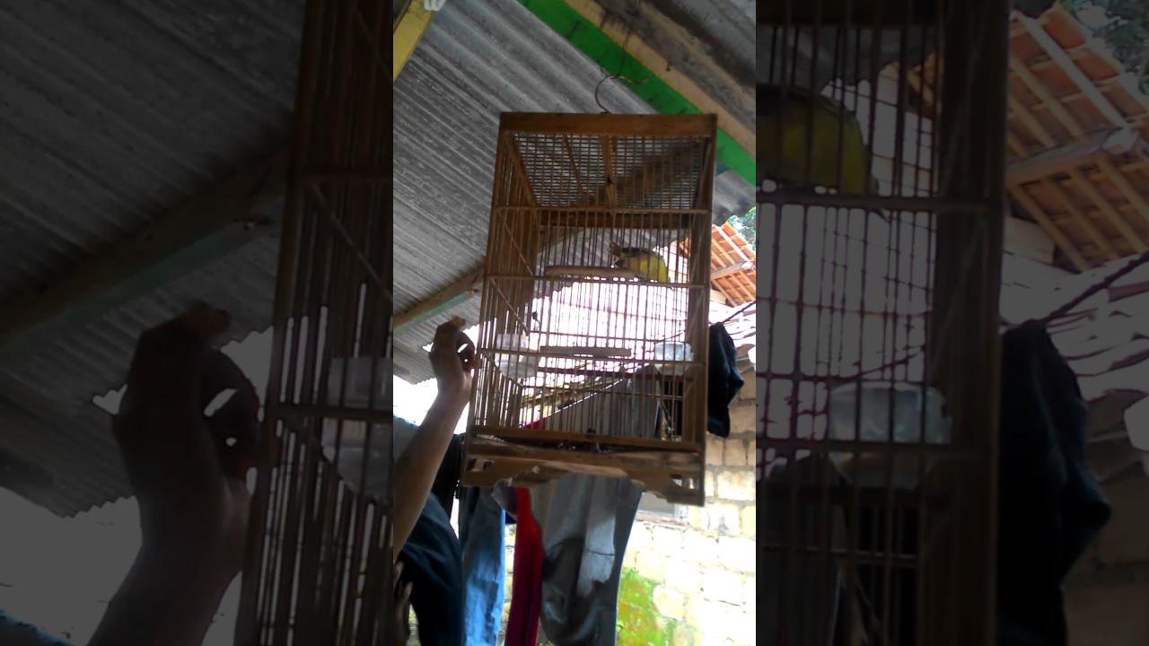 Sirtu Betina Gacor Youtube