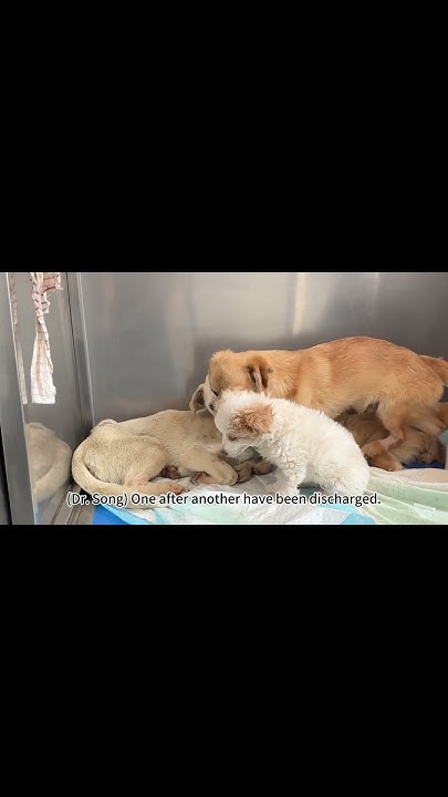what-did-dogs-do-wrong-they-just-want-to-live-youtube