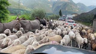 Große Herde mit Schafen, Ziegen und Maultieren auf der Straße