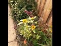 Sunflowers Blooming