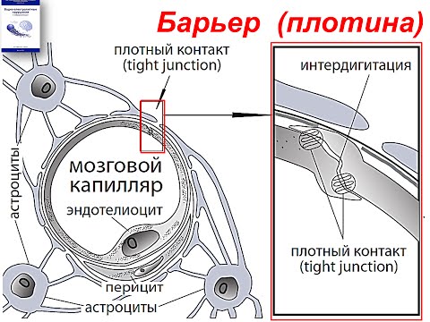 Гемато-энцефалический барьер (ГЭБ), Ликвор, Гемато-ликворный барьер (ГЛБ)