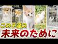 この子達の未来のために！地域猫を捕獲して去勢手術へ【緊急TNR】