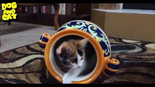 Cute Kittens Video Compilation 2016 ♥