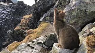 Красота гор и конечно - кот