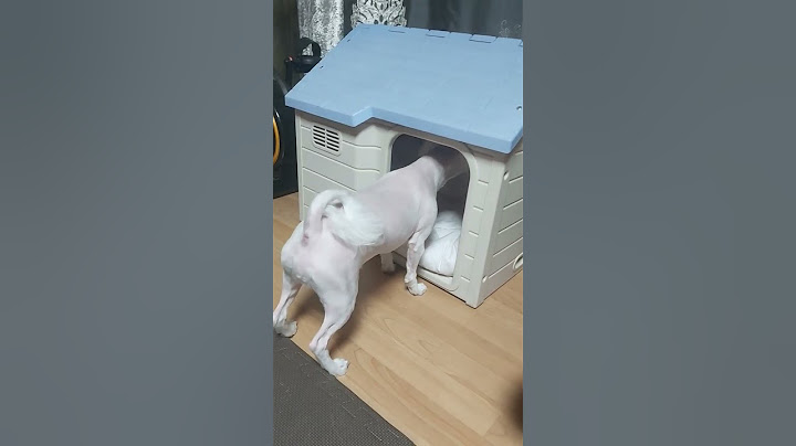 새집에 적응하기 뒷다리😆 안들어가는것봐ㅋ 이후에 들어갔어요🥰