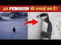 Antarctica का ये Penguin अकेला क्यों चल रहा है? 🐧