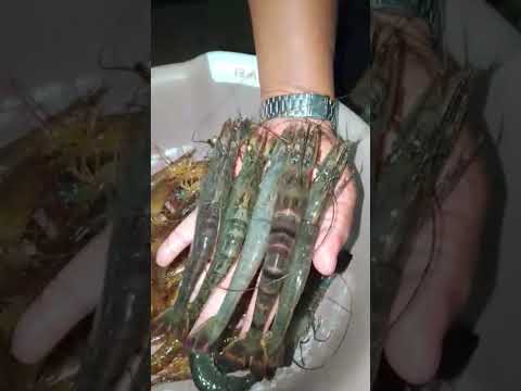 too much shrimp 🍤 #trending #viral #short #shorts #yputubeshorts #ytshorts #shortsfeed