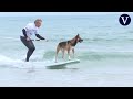 Los perros surfistas conquistan las olas en la playa de Suances