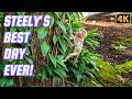 STEELY Runs, Climbs, and Plays All Day Long