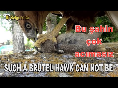 BU ŞAHİN ÇOK ACIMASIZ / Gelengi yakalayan bir şahin