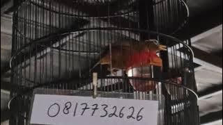 Masteran Burung Wambi Gacor Hwamei Isimewa Wambie Suara Jernih Full Isian