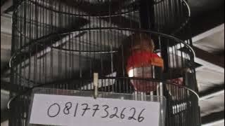Masteran Burung Wambi Gacor Hwamei Isimewa Wambie Suara Jernih Full Isian