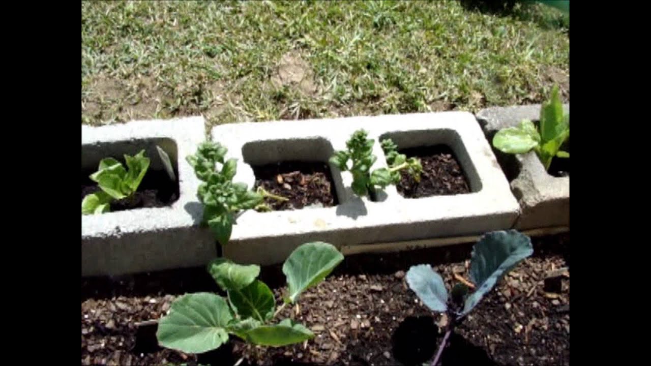 Collecting seeds from Collard Greens and other garden updates - YouTube