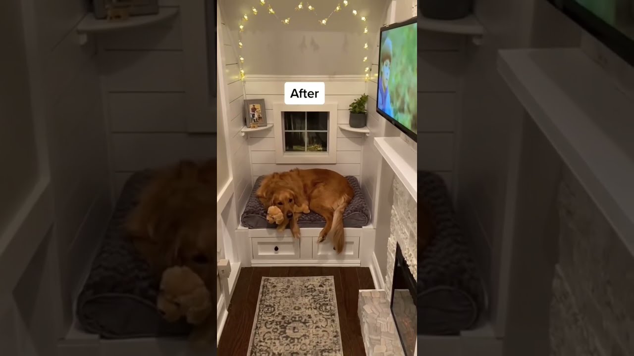Interior Doghouse In Old Closet Teddys Home Dog Goldenretriever