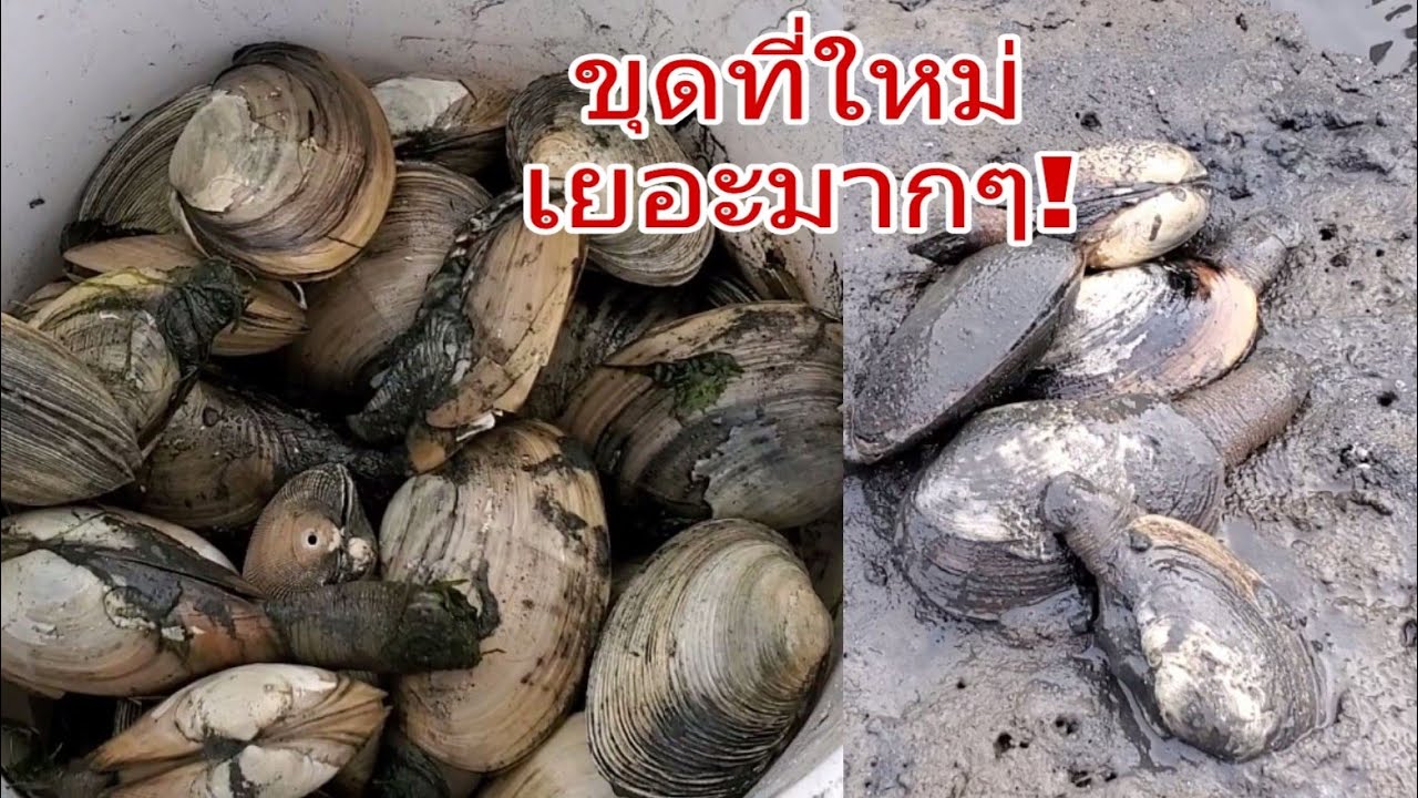ติดใจในรสชาติของหอยม้าเลยต้องกลับมาขุดอีก🐚Horse Clams.14/8/2019🐚ชีวิตใน