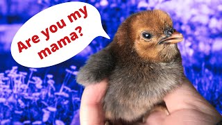 Trick baby chicks into thinking you're Mama Hen
