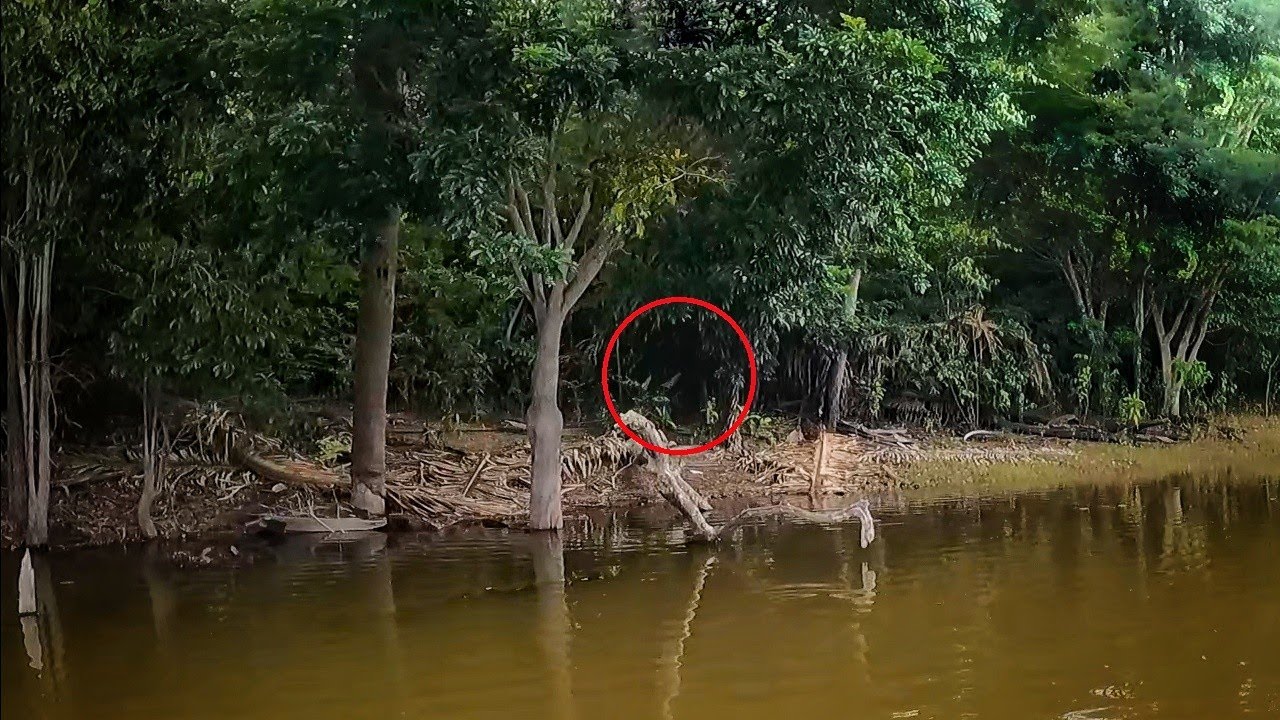 CENAS RARAS! ELE VIVE ESCONDIDO NA FLORESTA MAS EU CONSEGUI FILMAR CHAMANDO NO ASSOBIO!!! Pescaria.