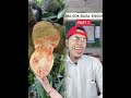 Fyp Lws Memes Youngest Oldestchild Middlechild Youtubeshorts Fyp Lws Memes Youngest Oldestchild Middlechild Youtubeshorts