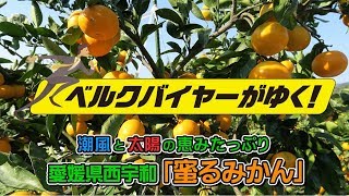 ベルクバイヤーがゆく！ 潮風と太陽の恵みたっぷり 愛媛県西宇和「密るみかん」を届けたい！