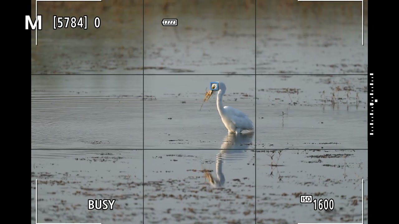 Through the viewfinder of Canon EOS R5 Mark II Pre-Capture