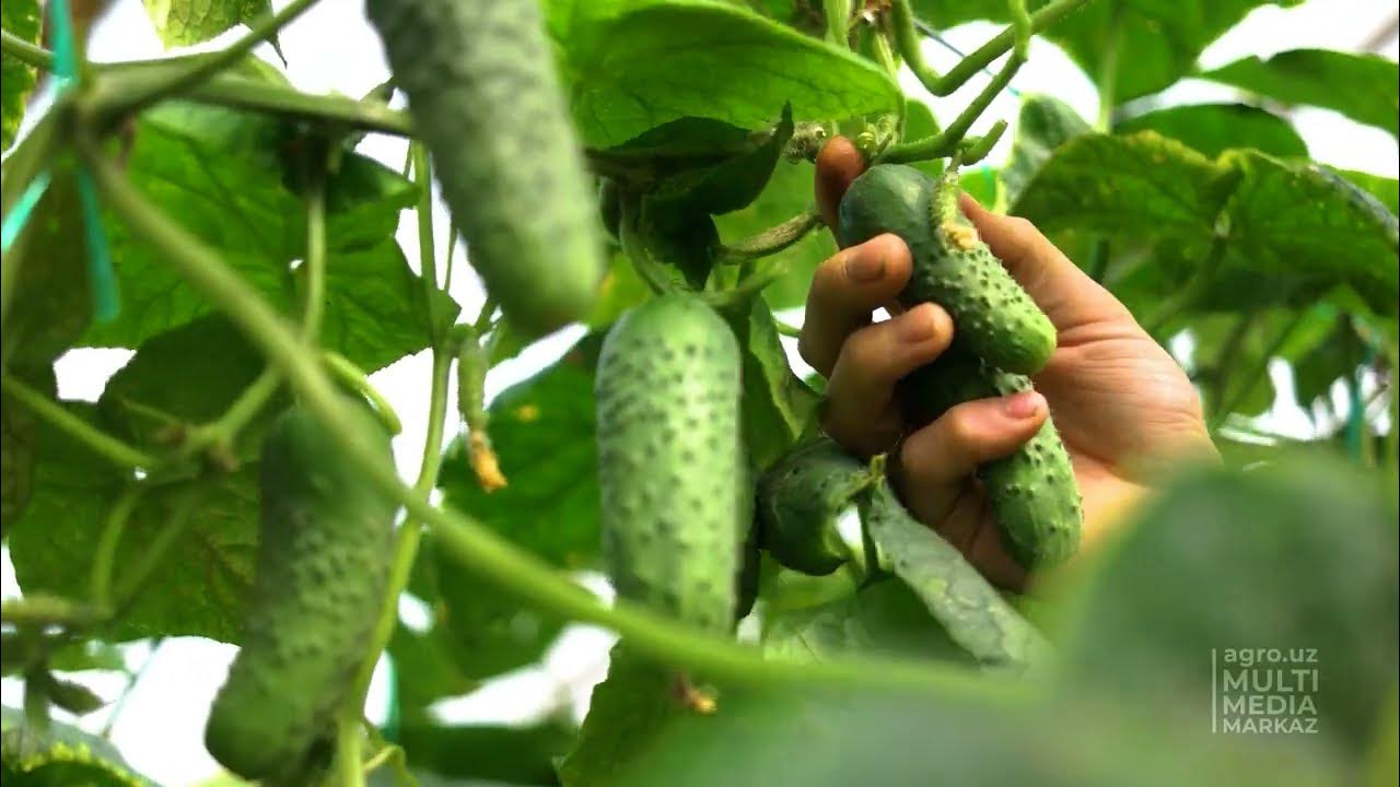 Erkak va ayolning jinsiy aloqa animatsiyalari Janubiy Park porno