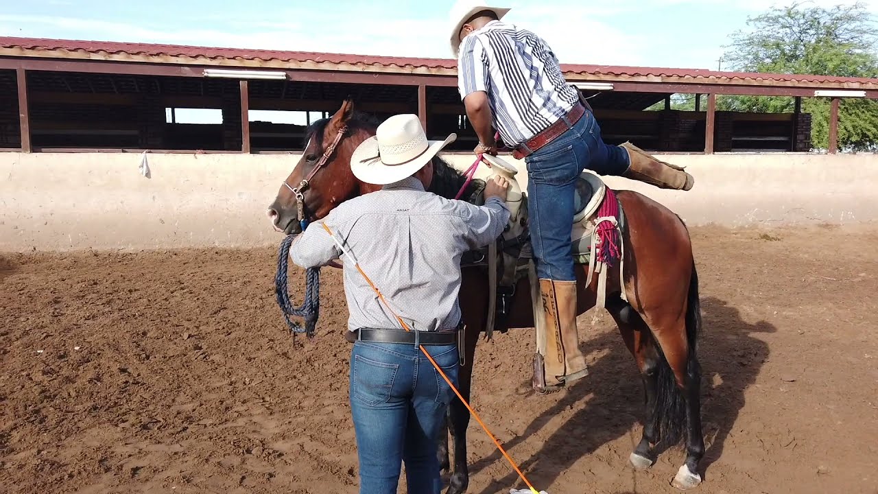 Como empezar de cero un Caballo (Quitarle los Reparos) - PARTE 2