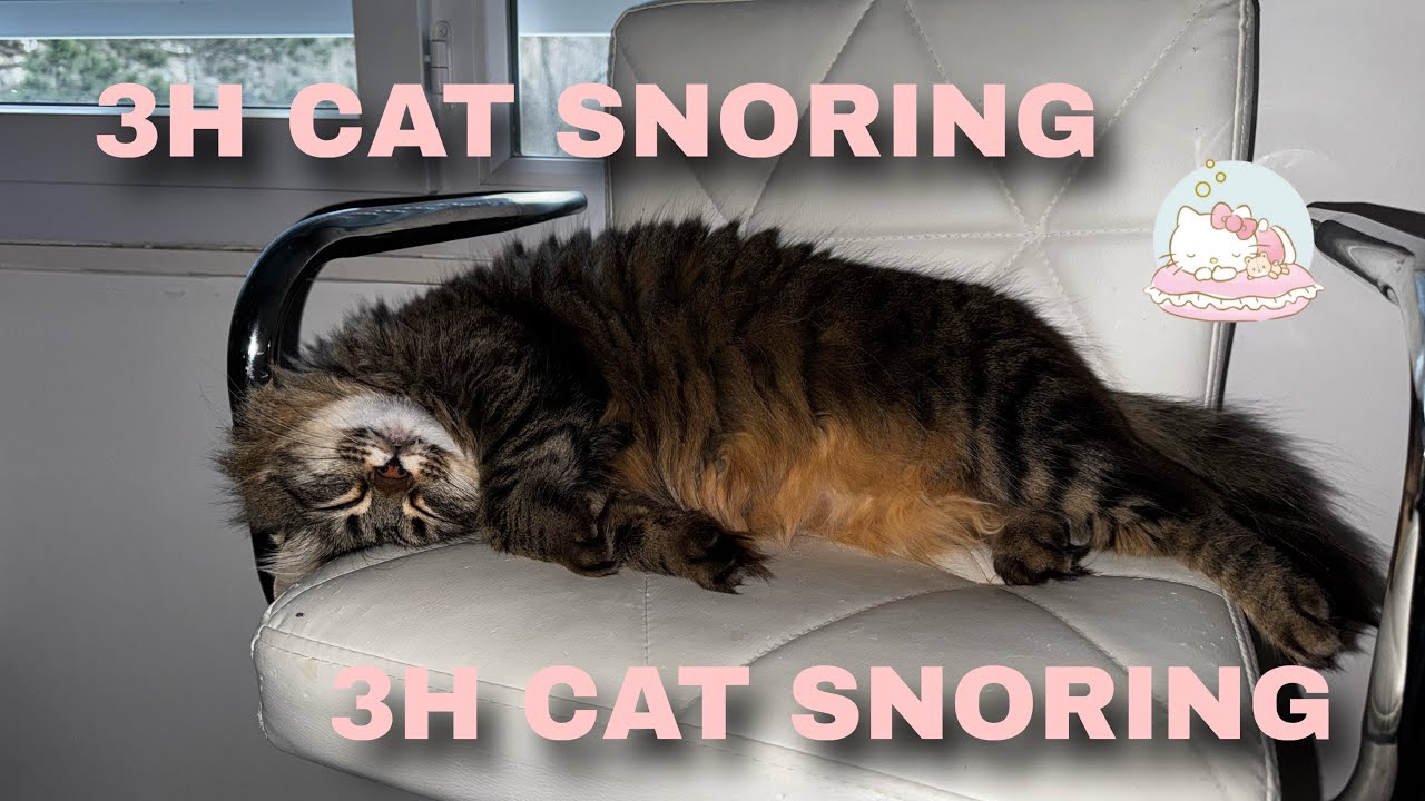 Cat Snoring Sounds for Sleep 😽 3 Hour Loop