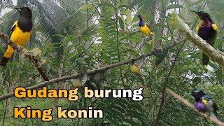 Ngeri kalau mikat burung king konin disini | Bermacam burung madu ada disini