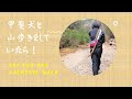 鹿の角を拾ってきたよ！。Picked up a deer horn【Samurai dog TV】