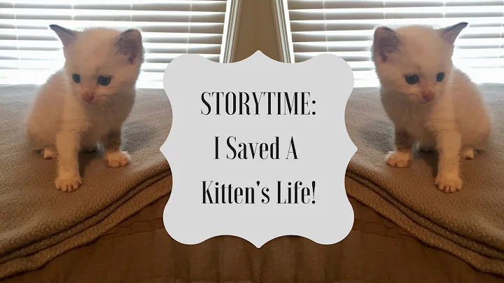 Storytime: I Saved A Kitten's Life! | Amy Wentz