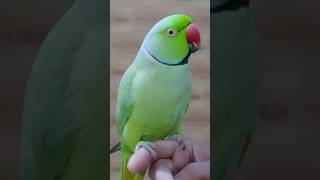 Cute Parrot Sound #10681 #beauty #viral