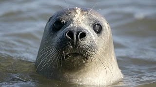 RICHPLANET TV - UFO spotting & unexplained seal mutilations - 17/02/2015 Show