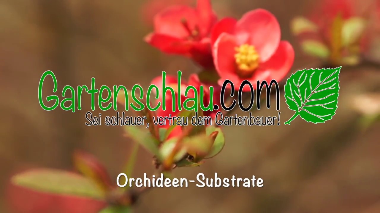 Orchideensubstrat wählen: Welche Mischung passt zu welcher Orchidee?