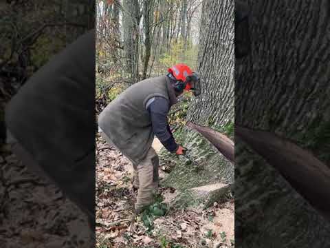 Fransa’ da ağaç kesimi. Coupe d’arbre incroyable France.