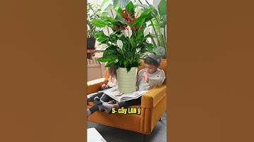 TOP 10 loại cây cảnh trong nhà giúp lọc không khí # #nakifa#suckhoe