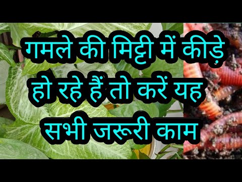 वीडियो: उपयोगी उद्यान कीड़े