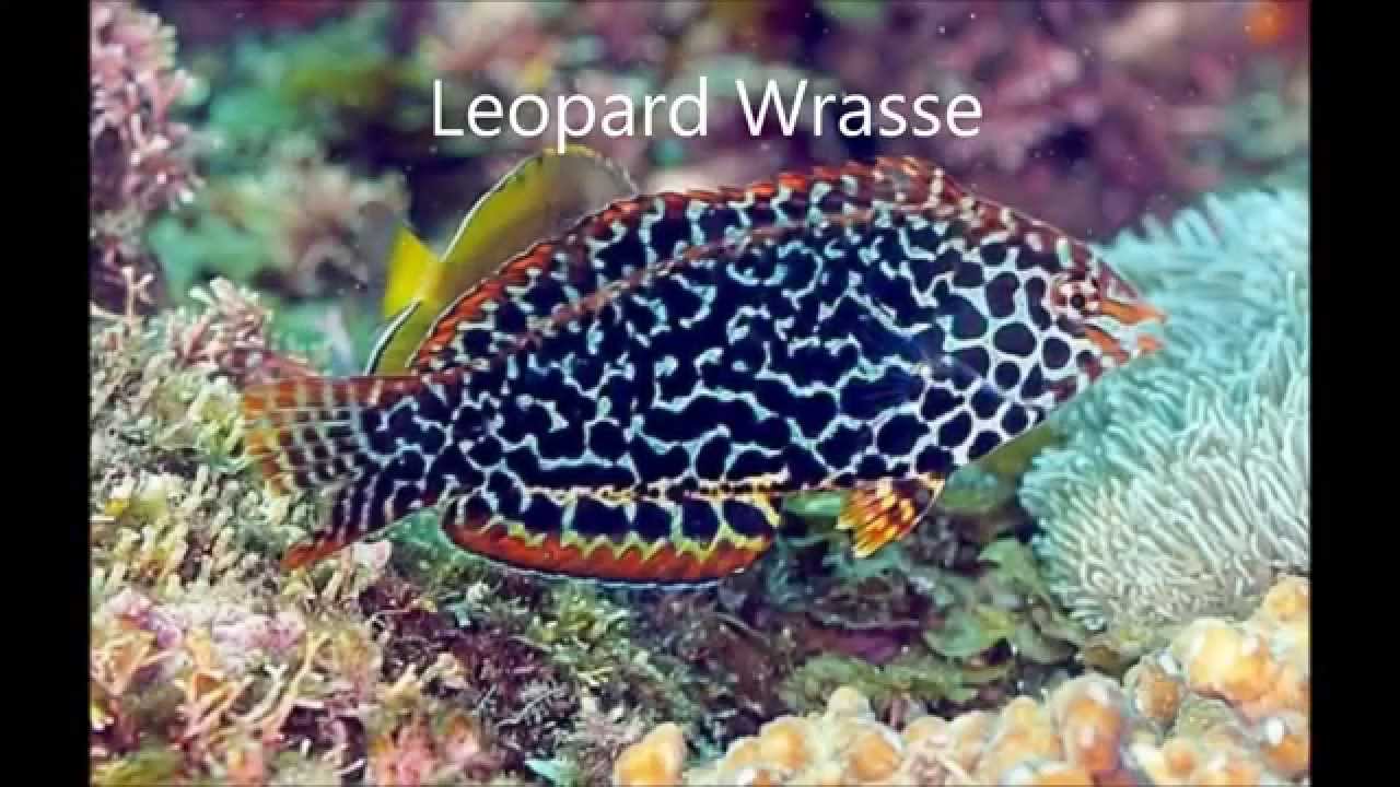 most beautiful reef safe fish