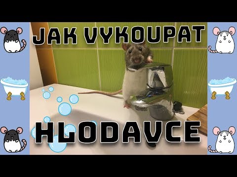 Video: Jak Koupat Domácí Krysy