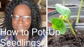 How to Pot-Up Seedlings Growing Inside for a Zone 8A Fall & Winter Garden. How to Mimic Wind.