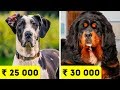 Самые дорогие породы собак в Индии в 2020 году