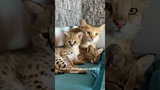 :   ? #cats #cat #kitten #animal###1#savannahf1#serval