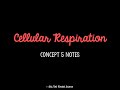 Cellular Respiration Quiz