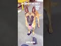 This dog is living in 3026 while we’re still in 2026... 🧠🐶 #shorts #smartdog