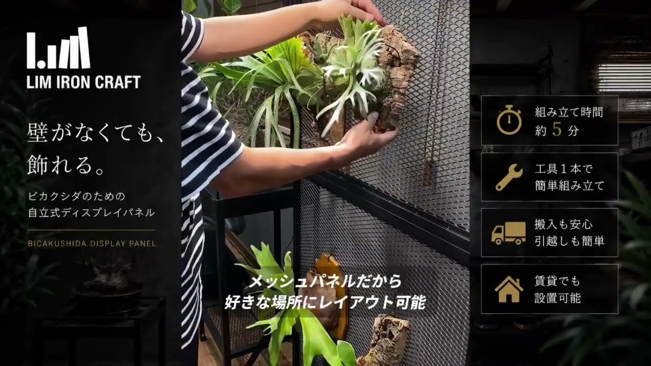 ビカクシダディスプレイパネル