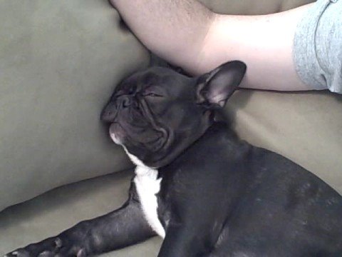 Frank "The Tank" Snoring