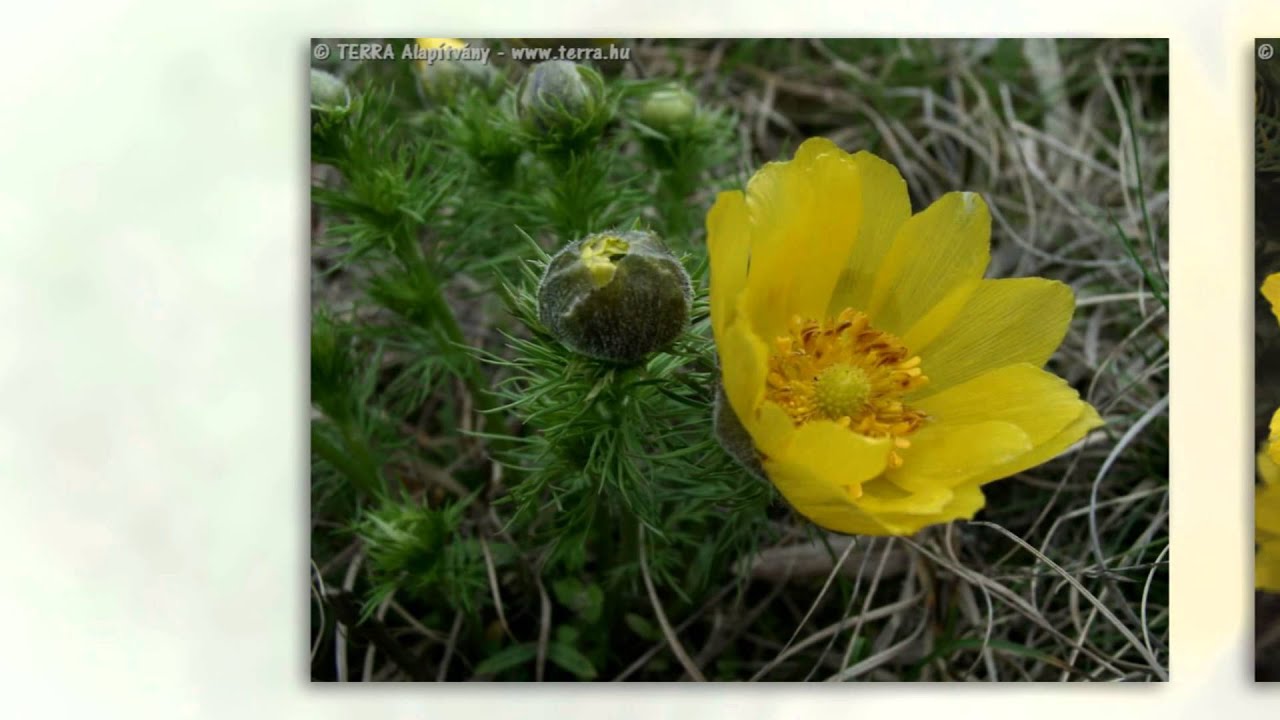 Адонис весенний (Adonis vernalis)