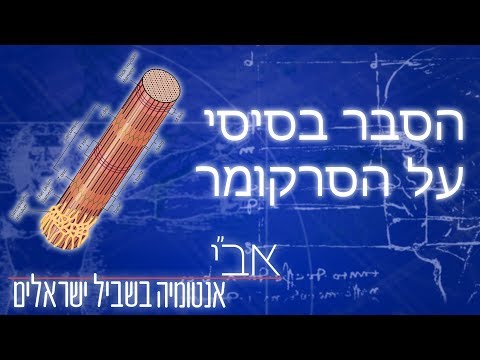 הסבר בסיסי על מבנה, חלבונים ותפקוד הסרקומר