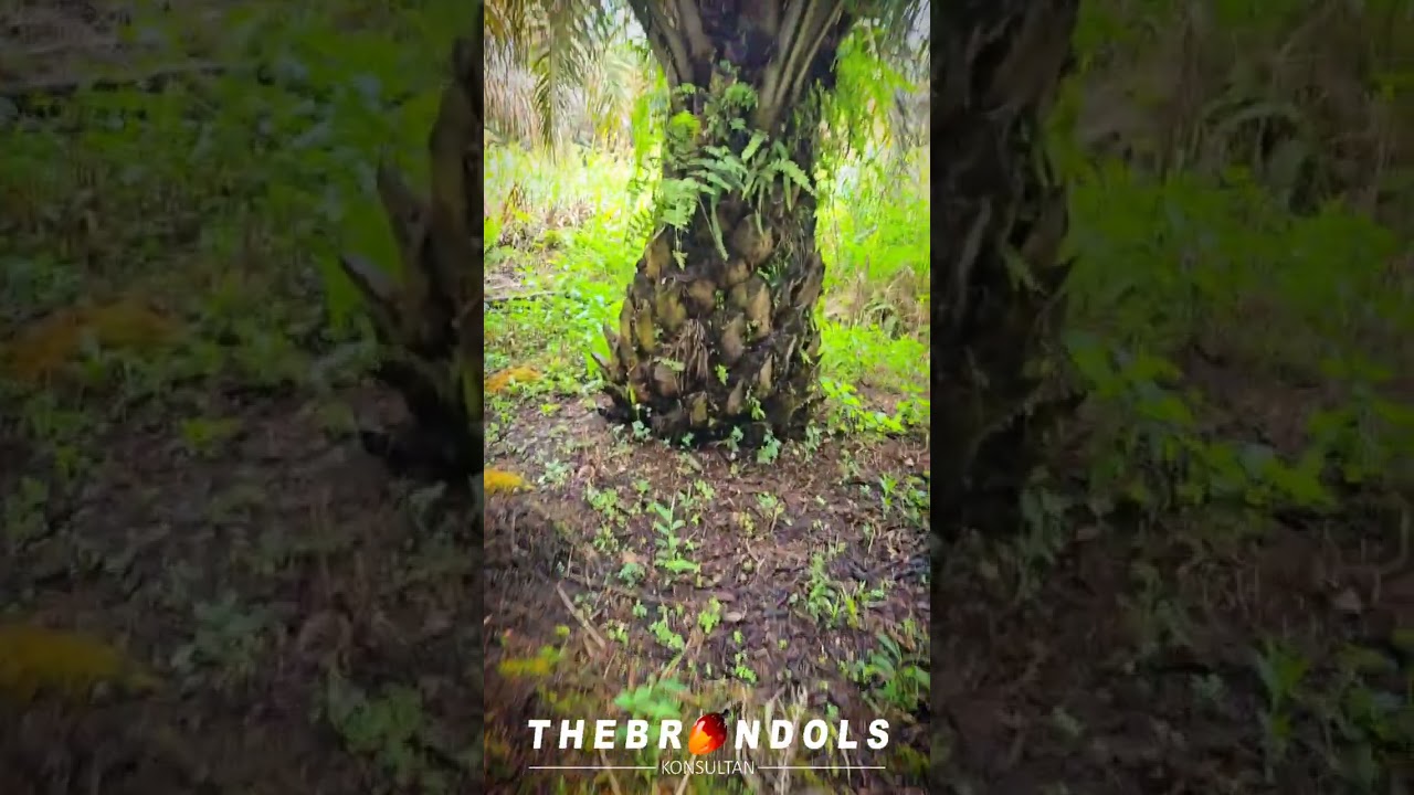 Kalo The Brondols tetap cinta DPSAIN1CALABAR: Ketika DP Sain 1 Calabar Ditanam Di Gambut Dalam