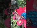 BUTTERFLY GARDEN